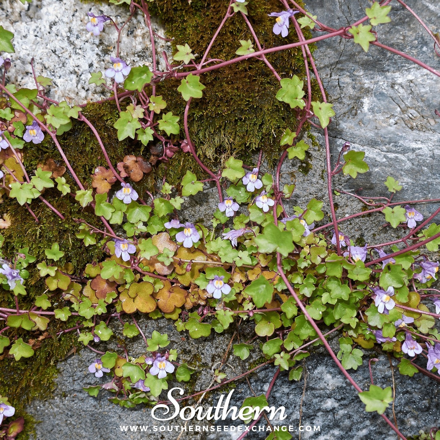Kenilworth Ivy ā 100 Seeds
