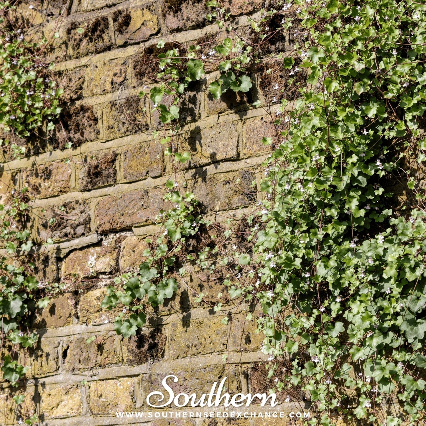 Kenilworth Ivy ā 100 Seeds