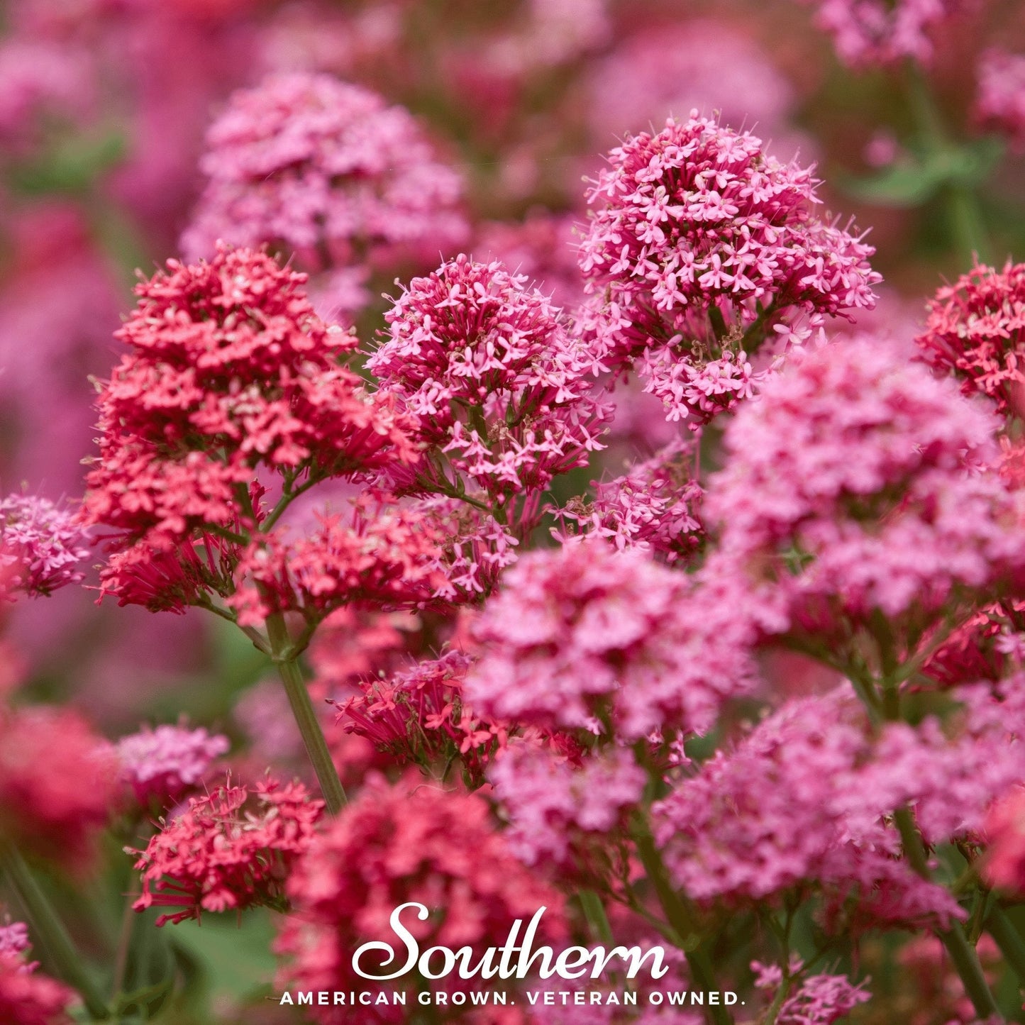 Spotted Joe Pye Weed ā 100 Seeds