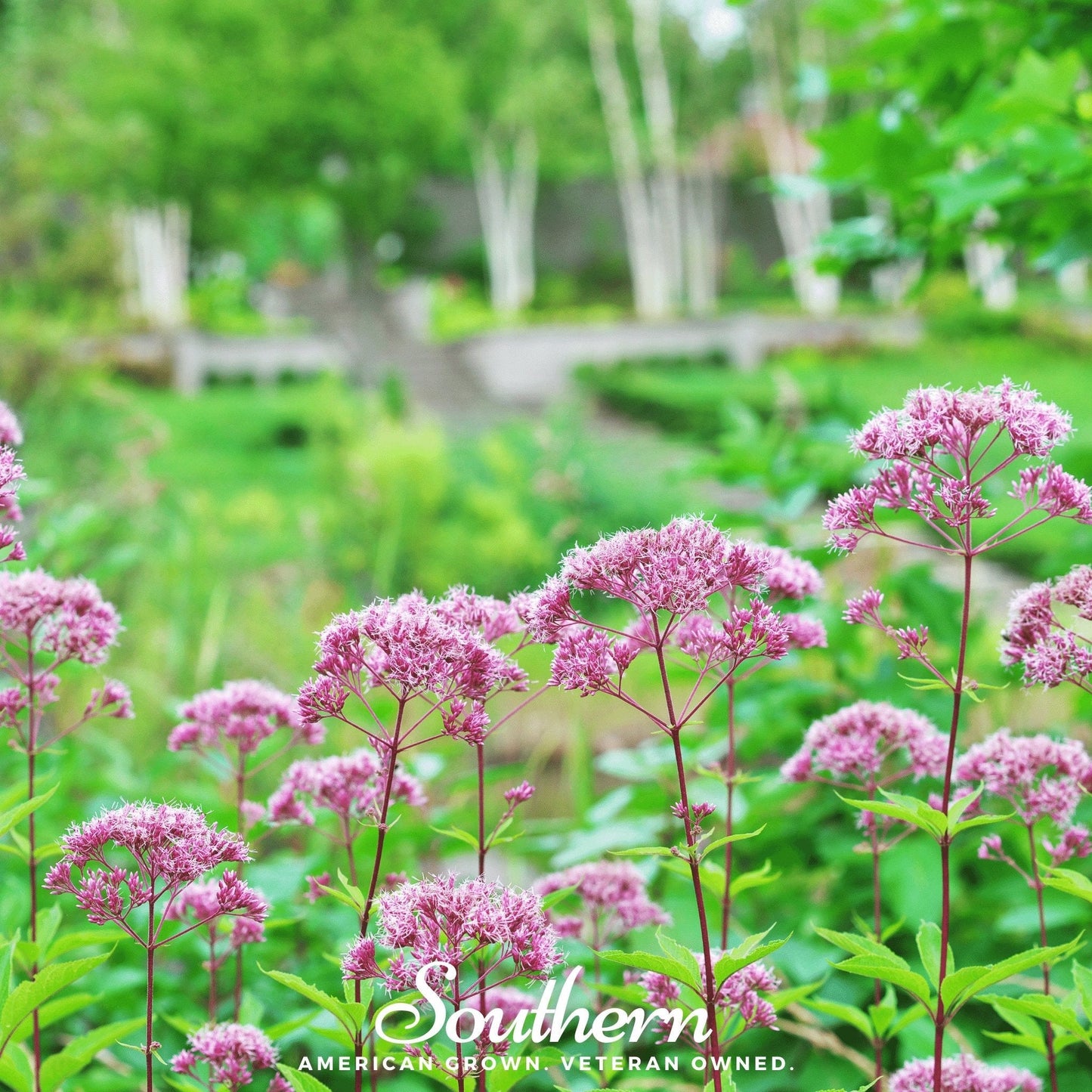 Spotted Joe Pye Weed ā 100 Seeds