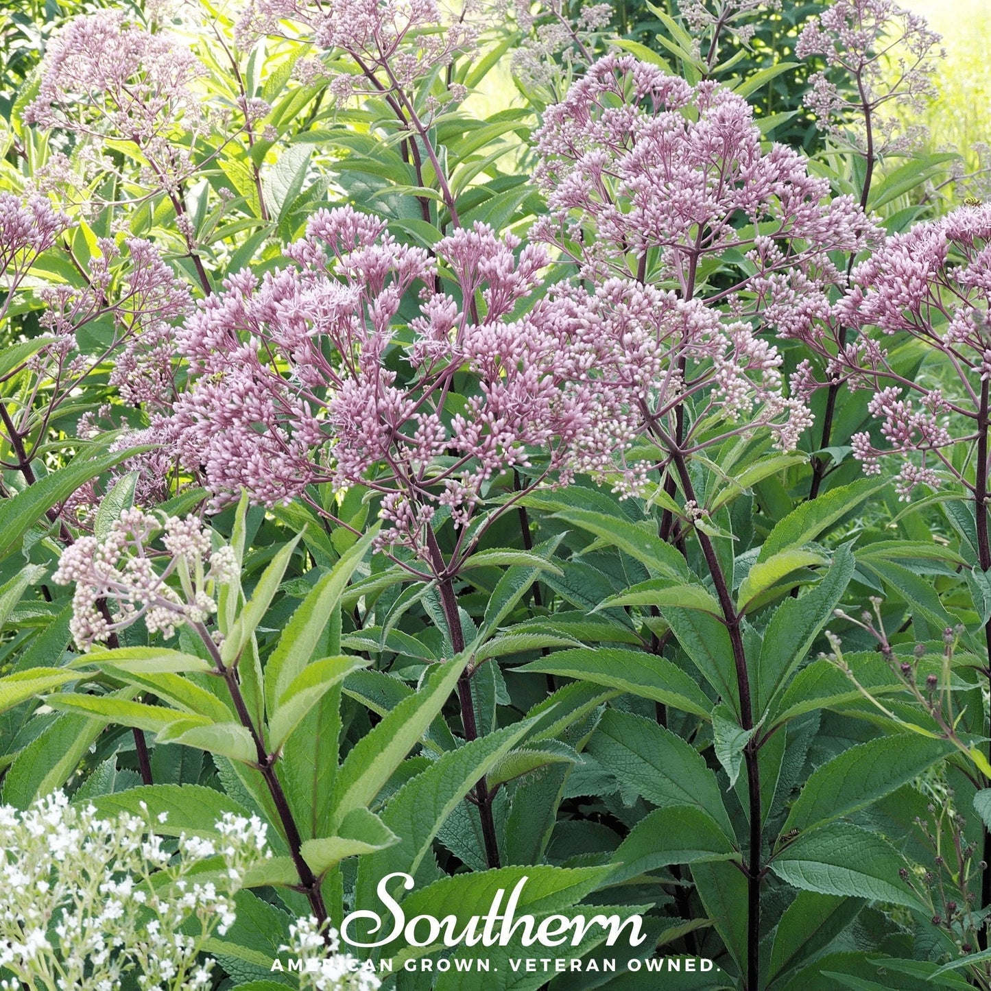 Spotted Joe Pye Weed ā 100 Seeds