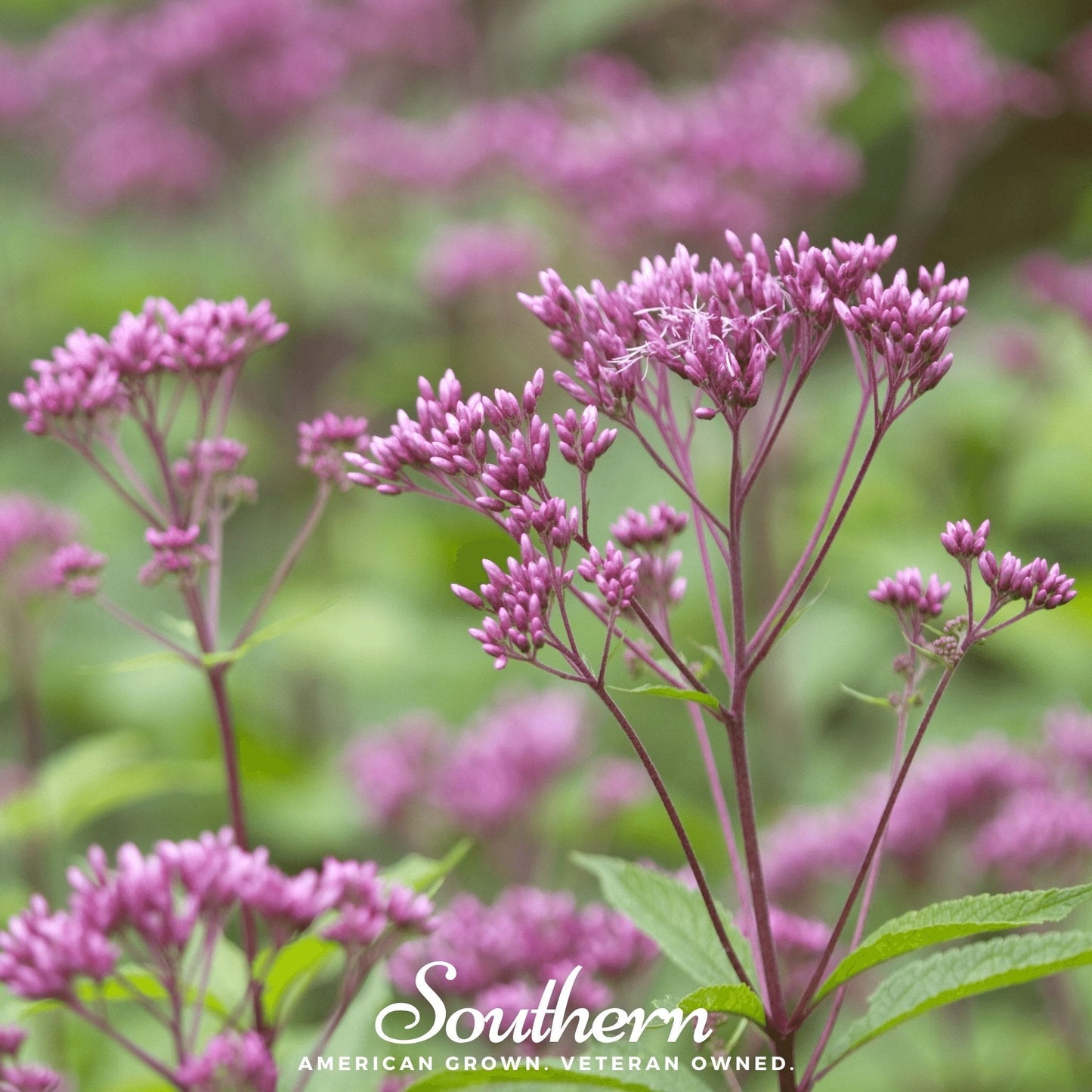 Spotted Joe Pye Weed ā 100 Seeds