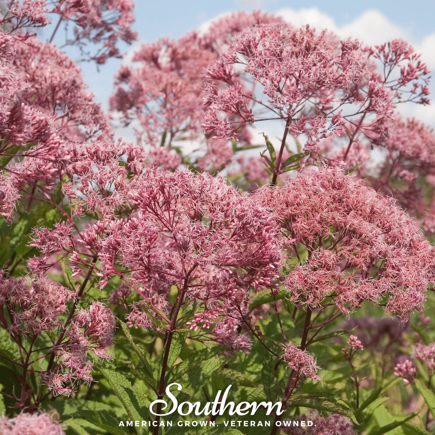 Sweet Joe Pye Weed ā 100 Seeds