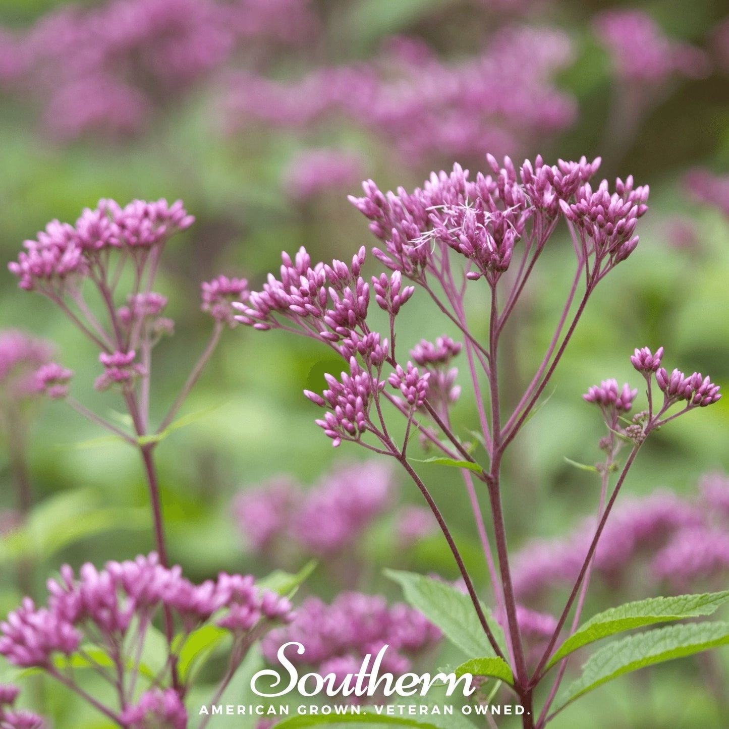 Sweet Joe Pye Weed ā 100 Seeds