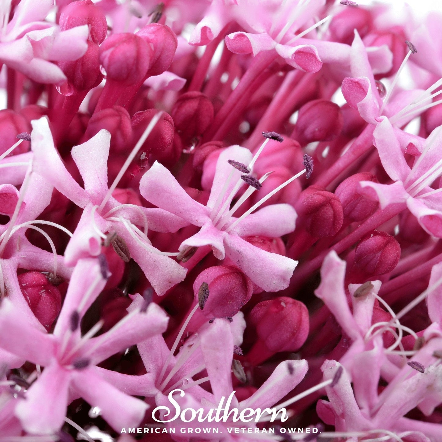 Sweet Joe Pye Weed ā 100 Seeds