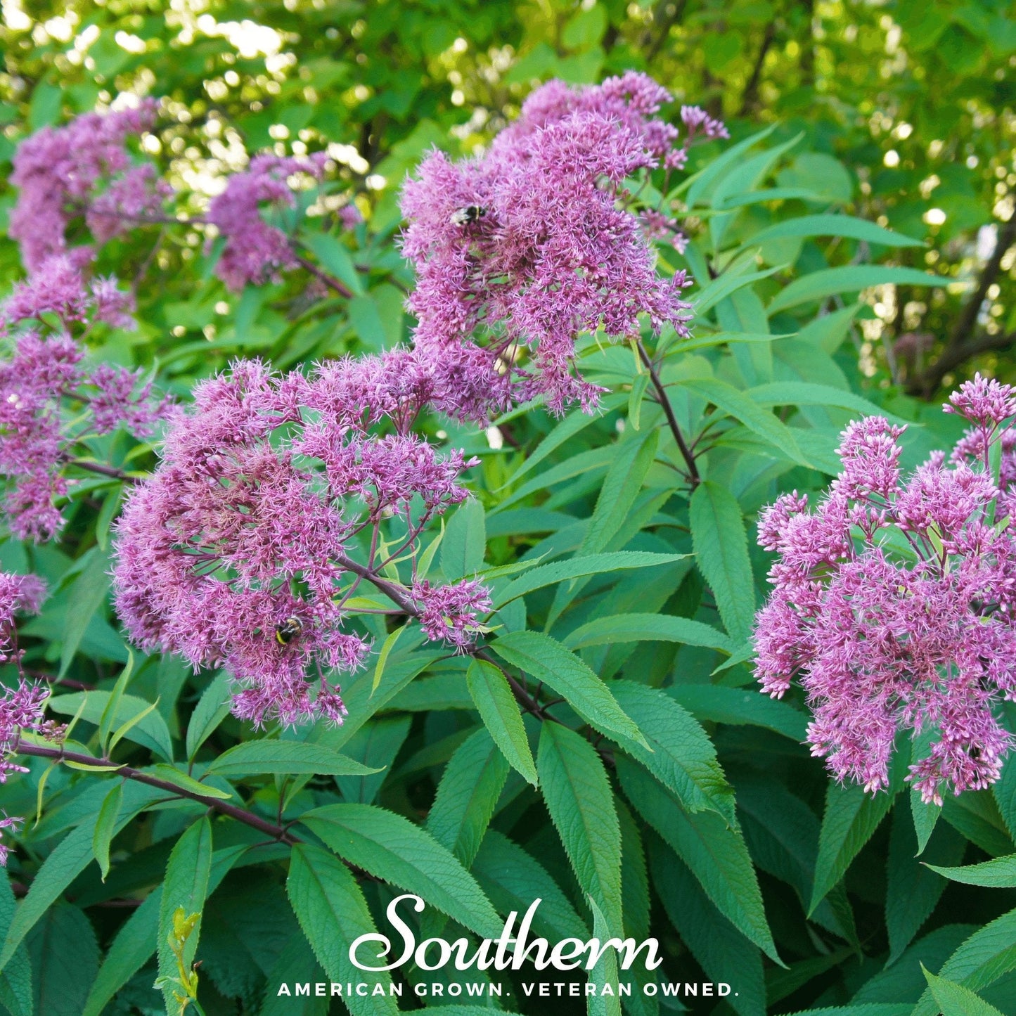 Sweet Joe Pye Weed ā 100 Seeds