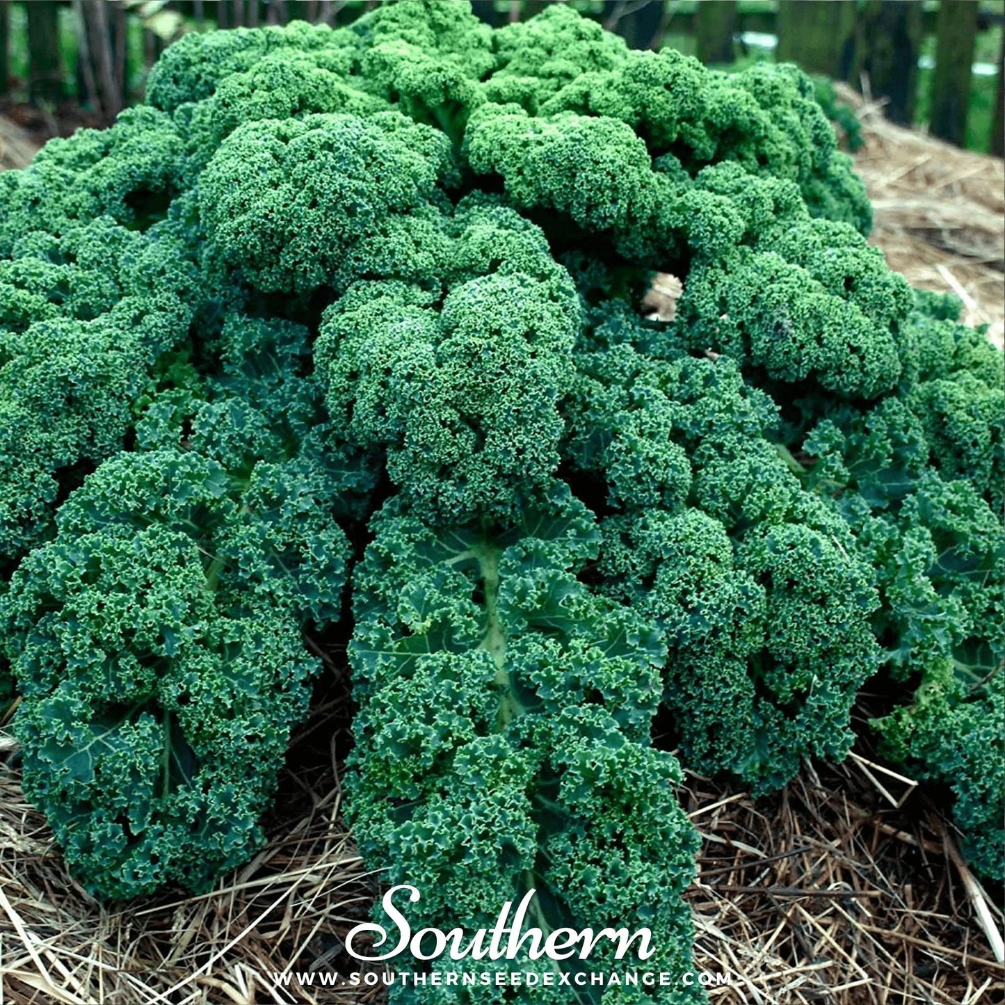 Dwarf Blue Curled Scotch Kale ā 250 Seeds