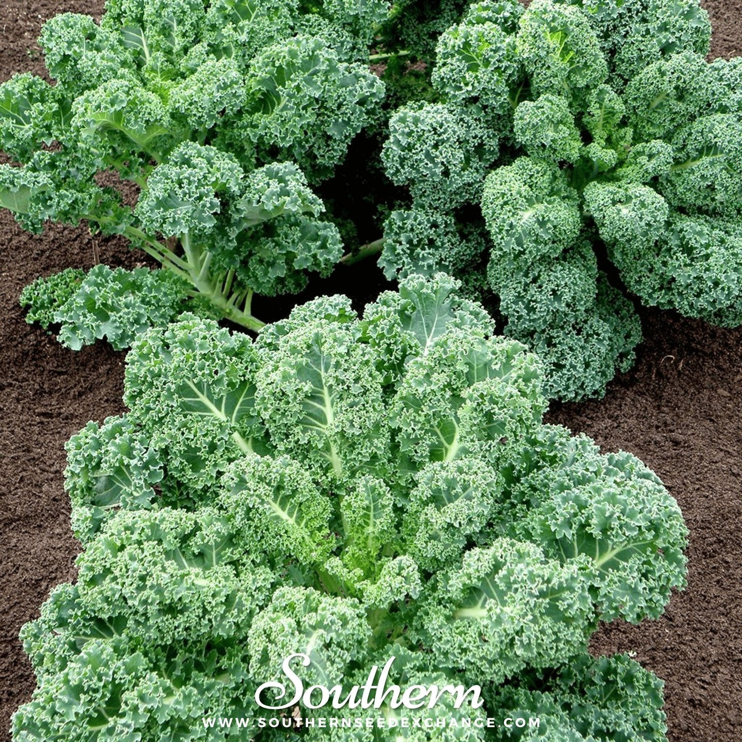 Dwarf Blue Curled Scotch Kale ā 250 Seeds