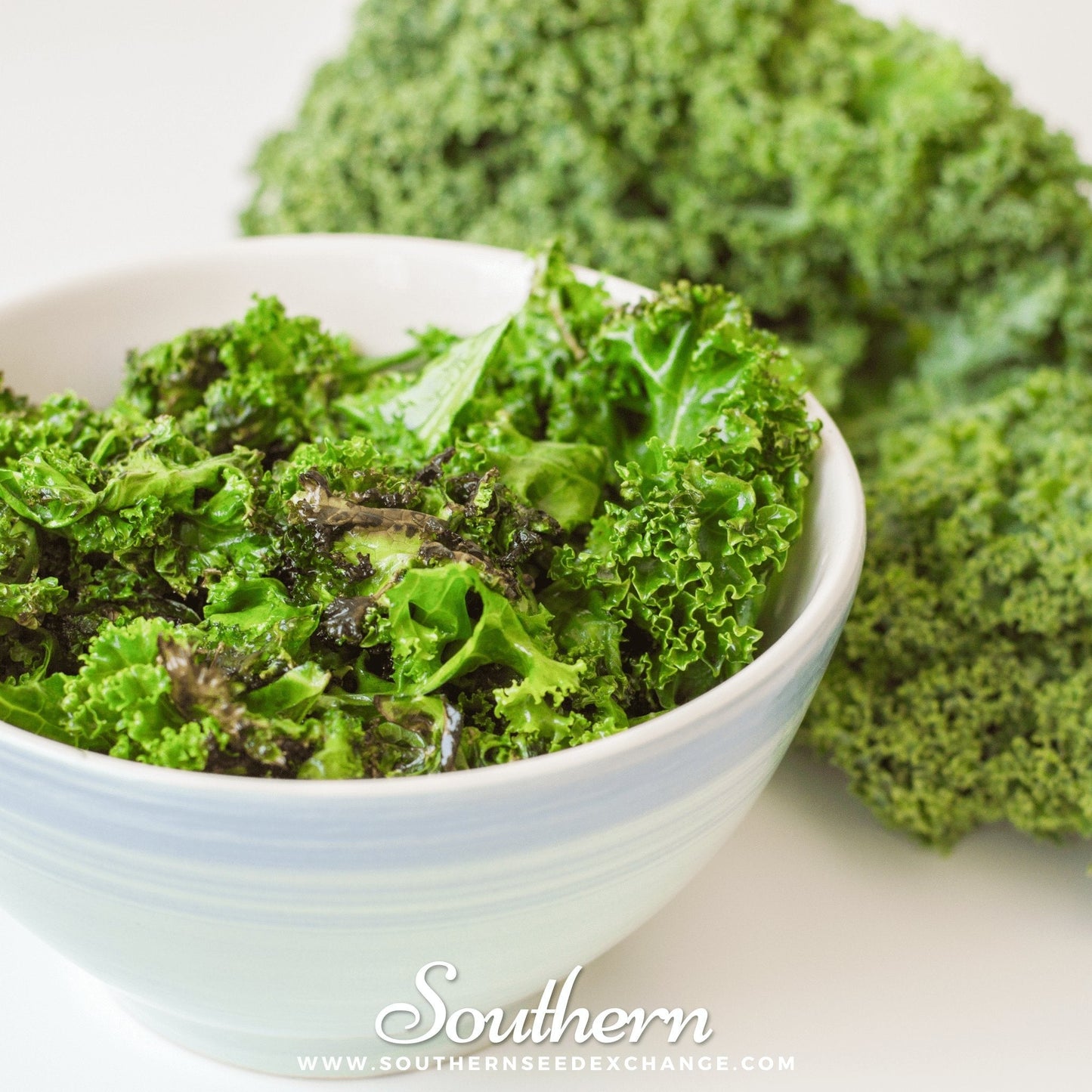 Dwarf Blue Curled Scotch Kale ā 250 Seeds