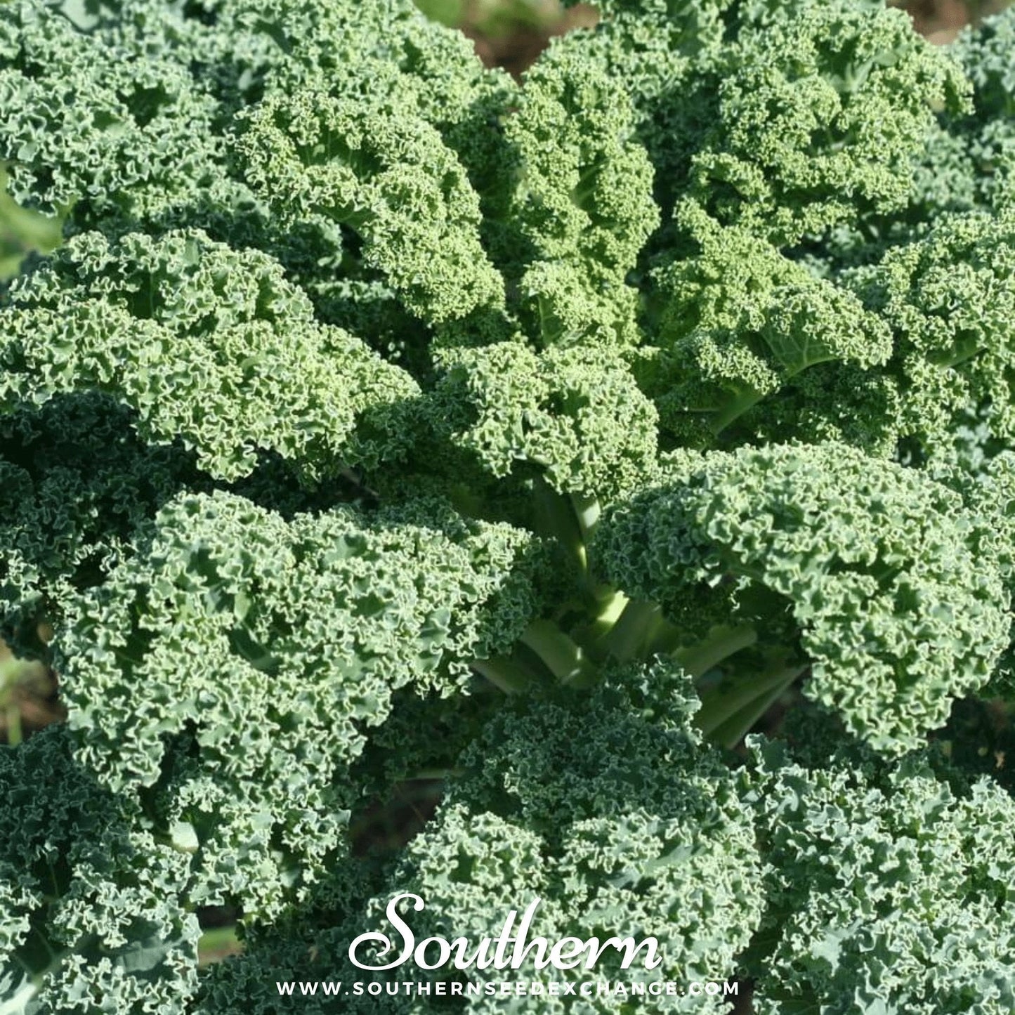 Dwarf Blue Curled Scotch Kale ā 250 Seeds