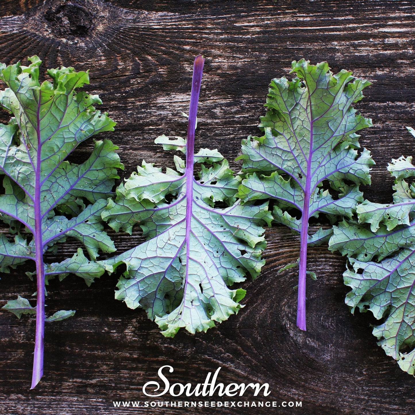 Red Russian Kale ā 250 Seeds