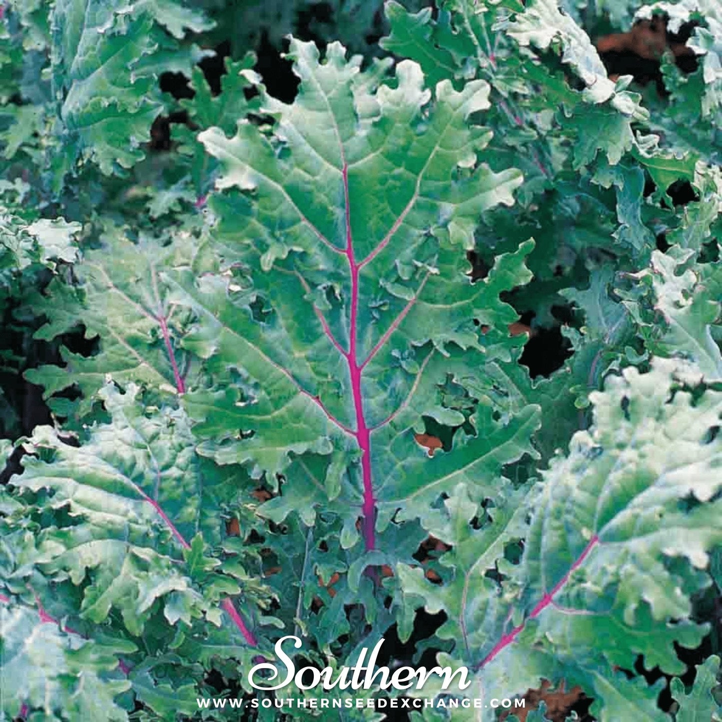 Red Russian Kale ā 250 Seeds