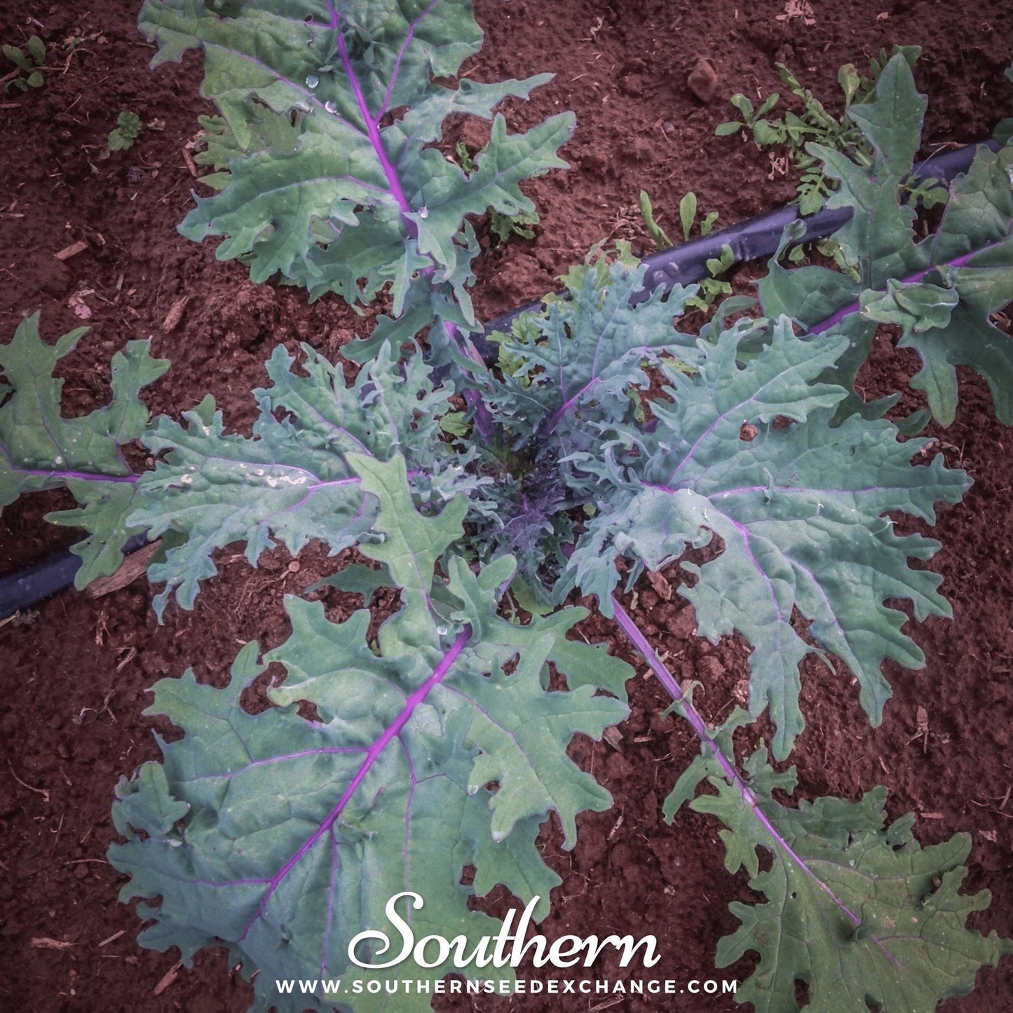 Red Russian Kale ā 250 Seeds