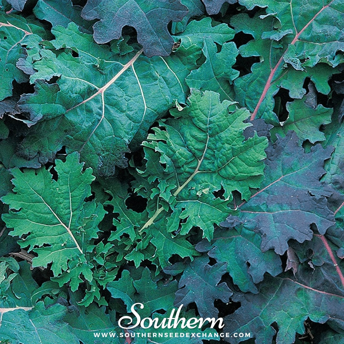 Red Russian Kale ā 250 Seeds