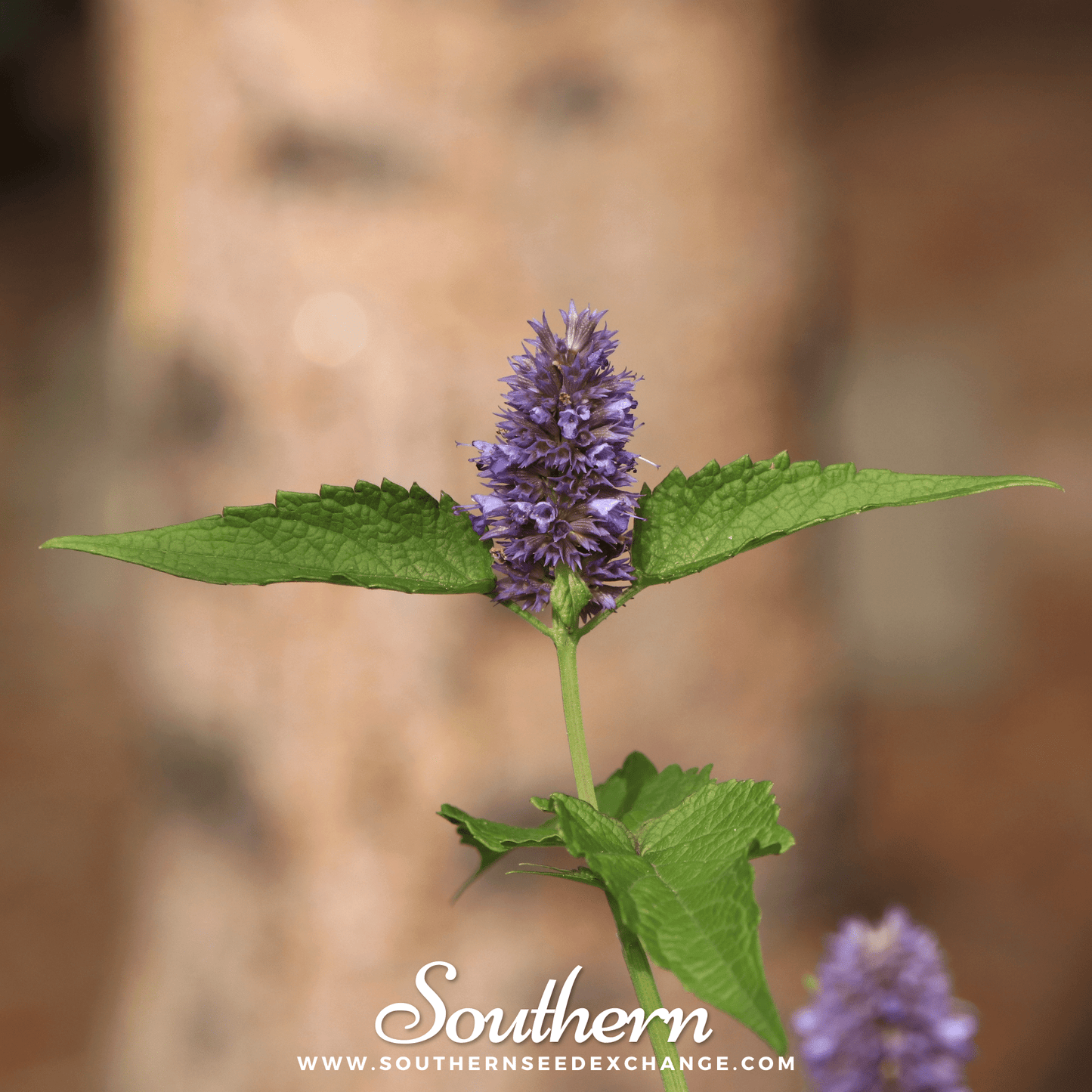 Korean Mint ā 50 Seeds