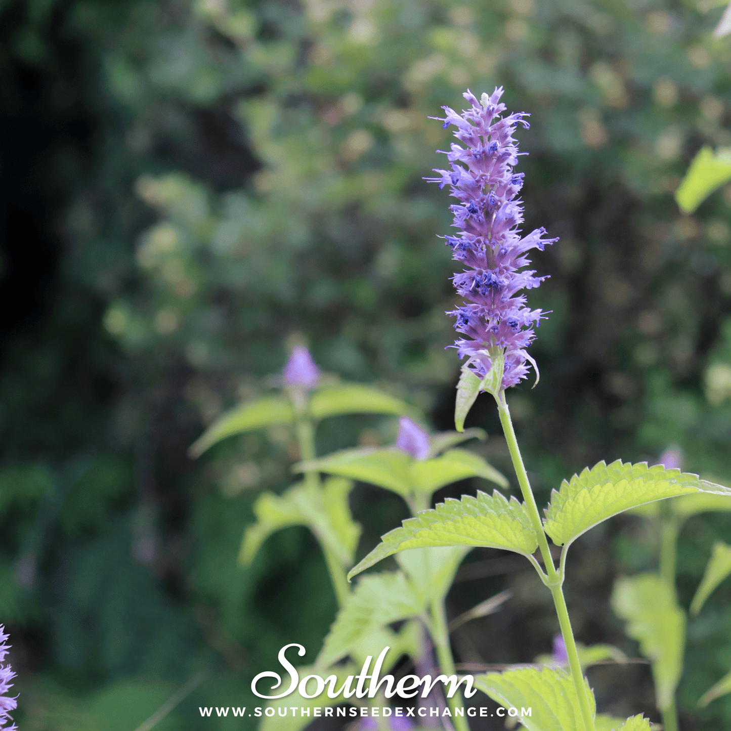 Korean Mint ā 50 Seeds