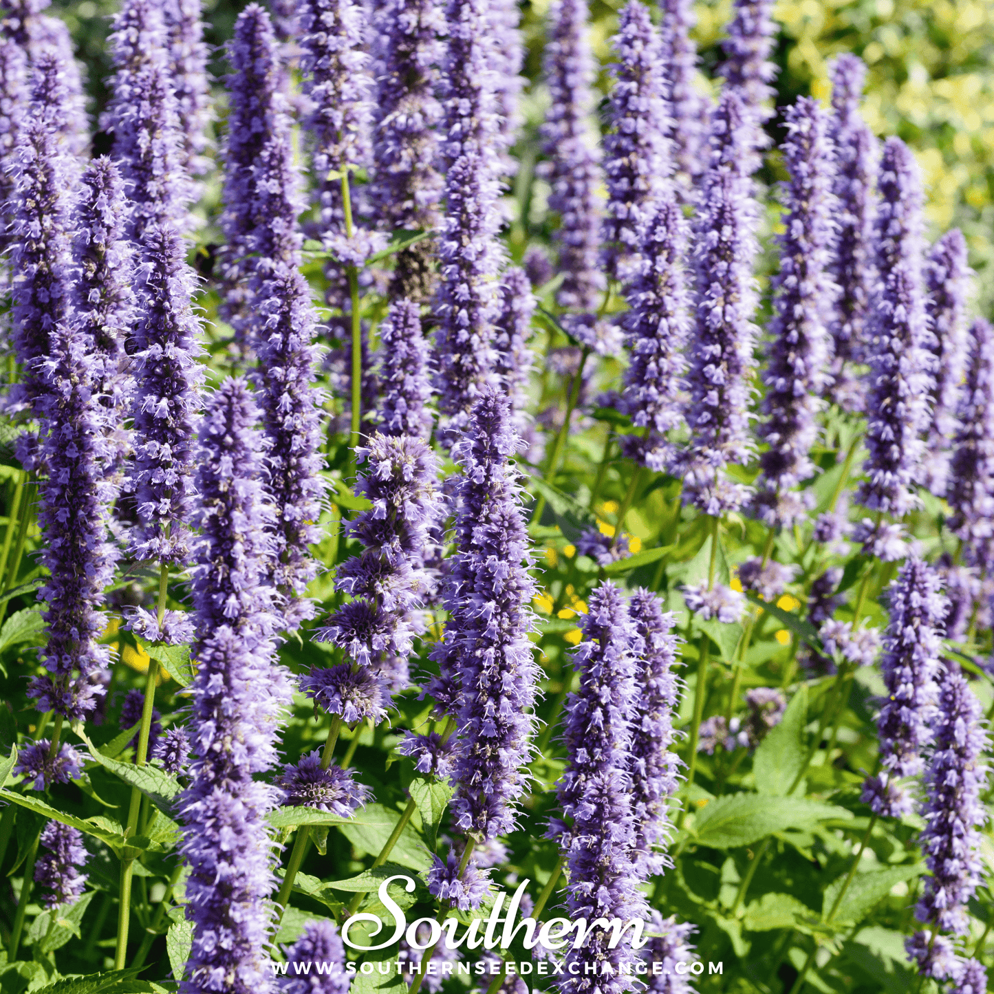 Korean Mint ā 50 Seeds