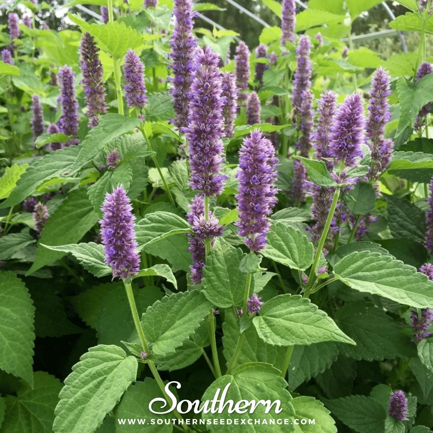 Korean Mint ā 50 Seeds