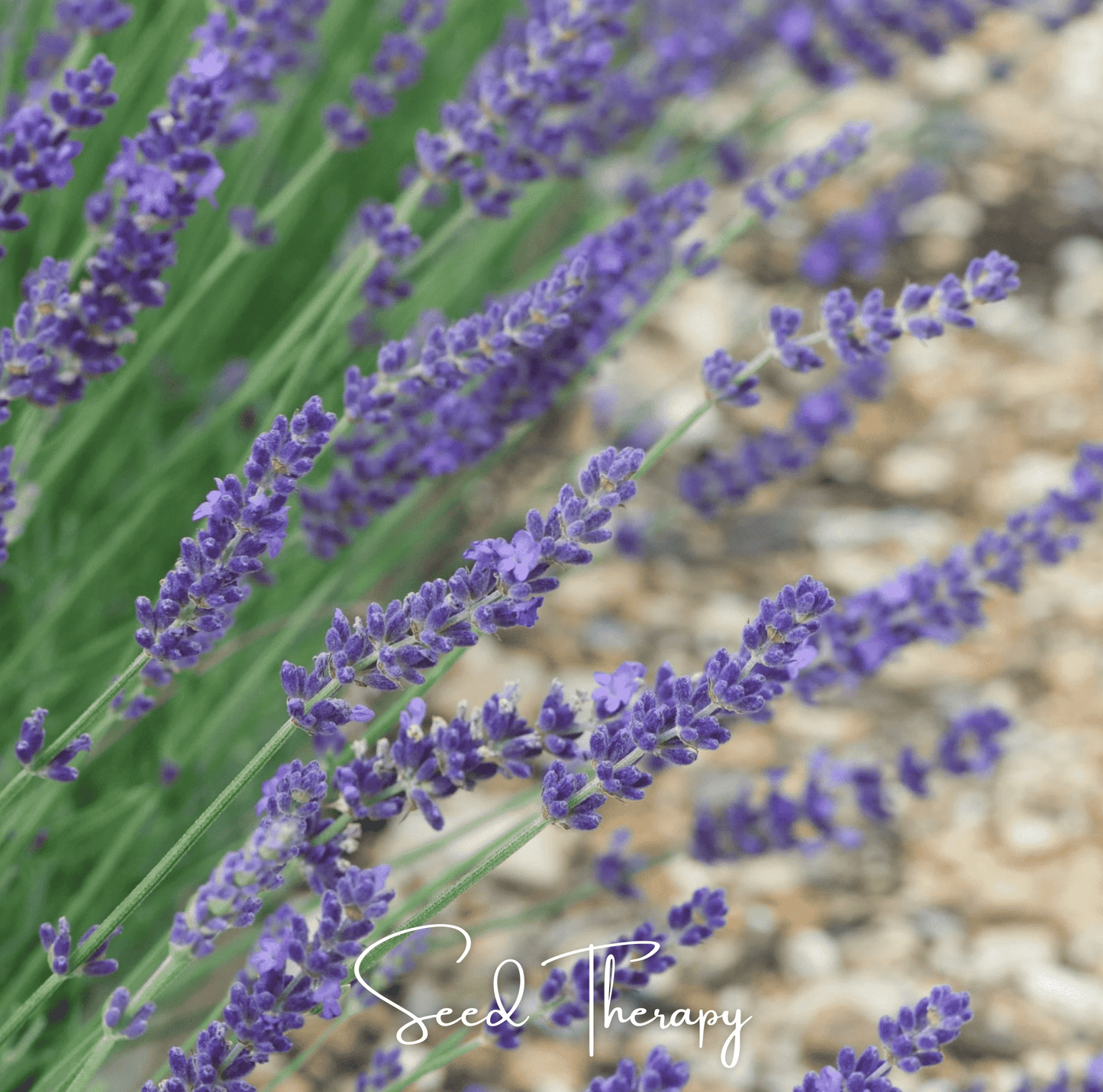 English Lavender ā 100 Seeds