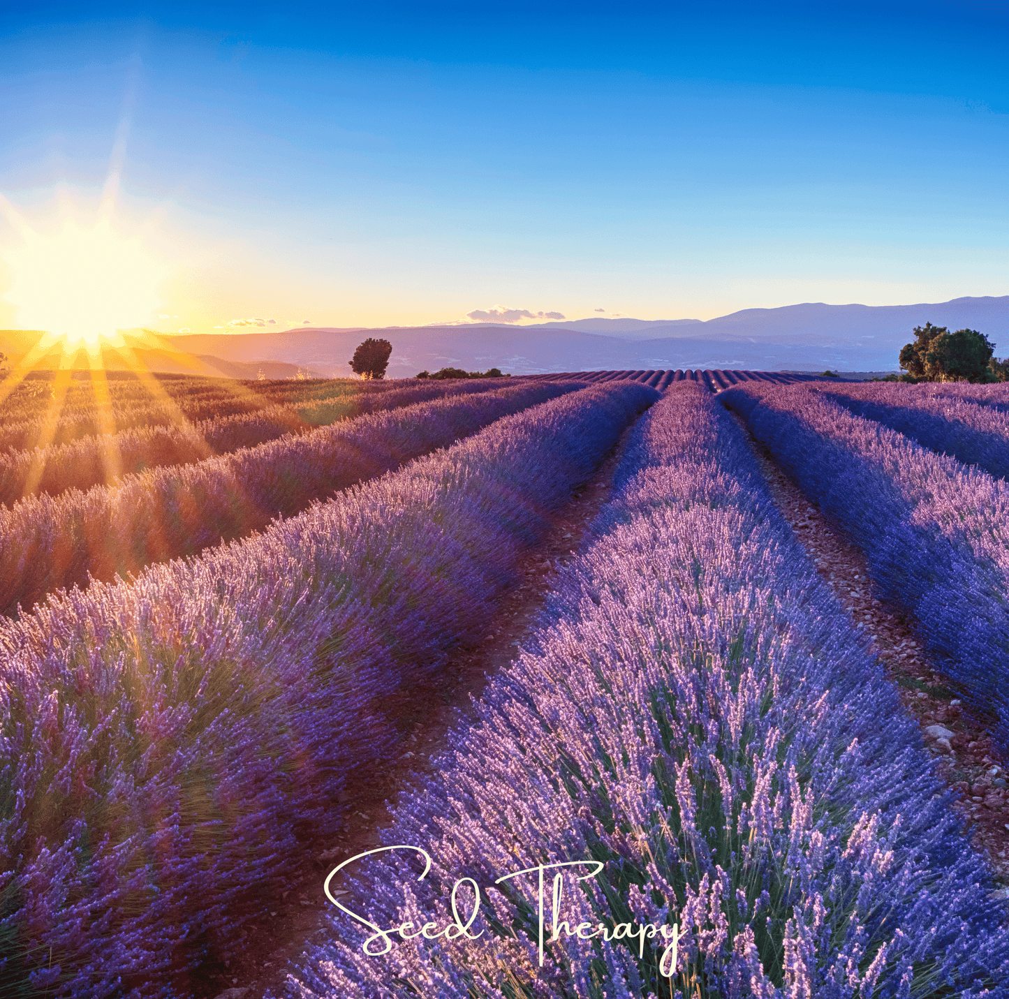 English Lavender ā 100 Seeds