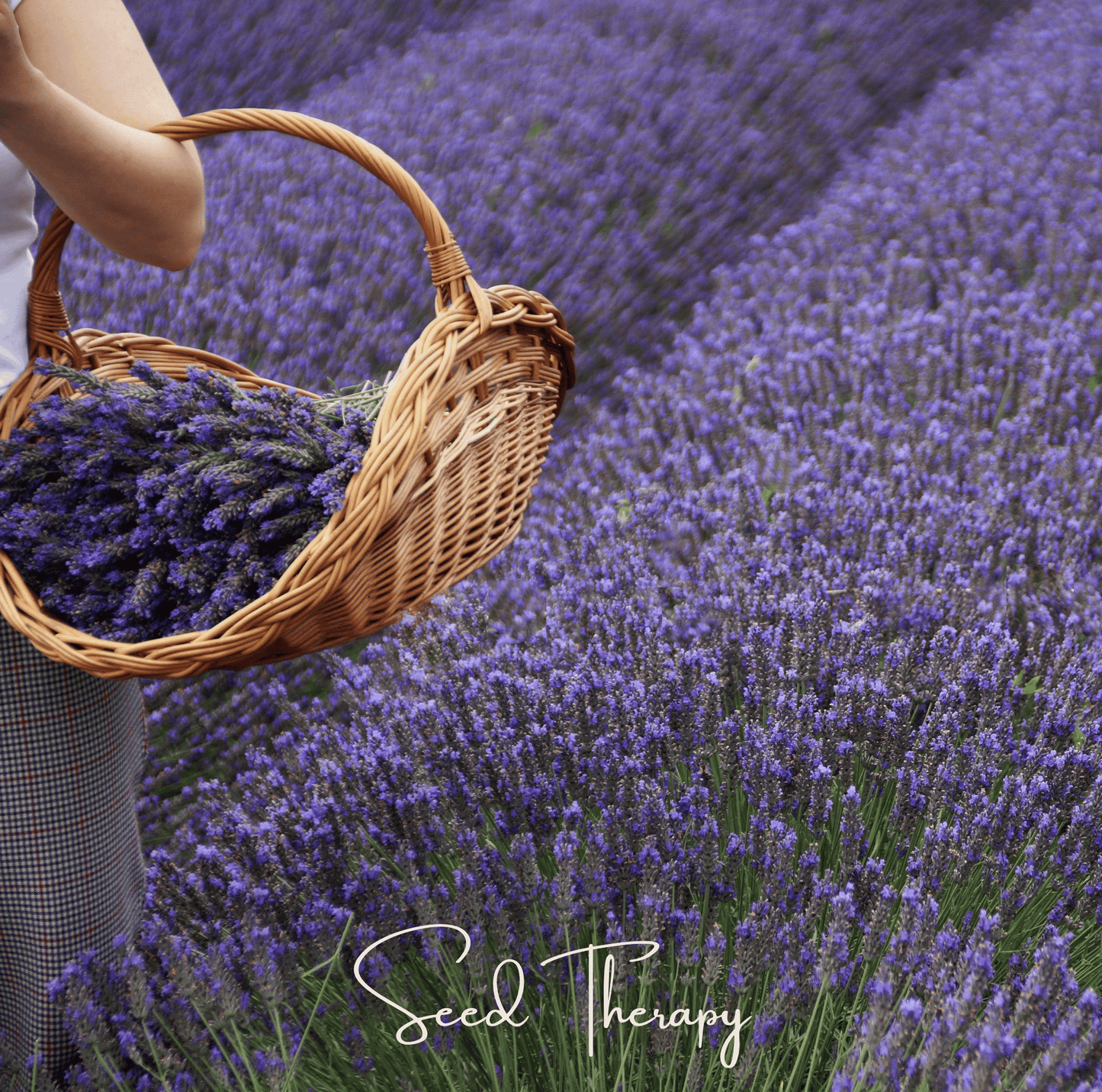 English Lavender ā 100 Seeds