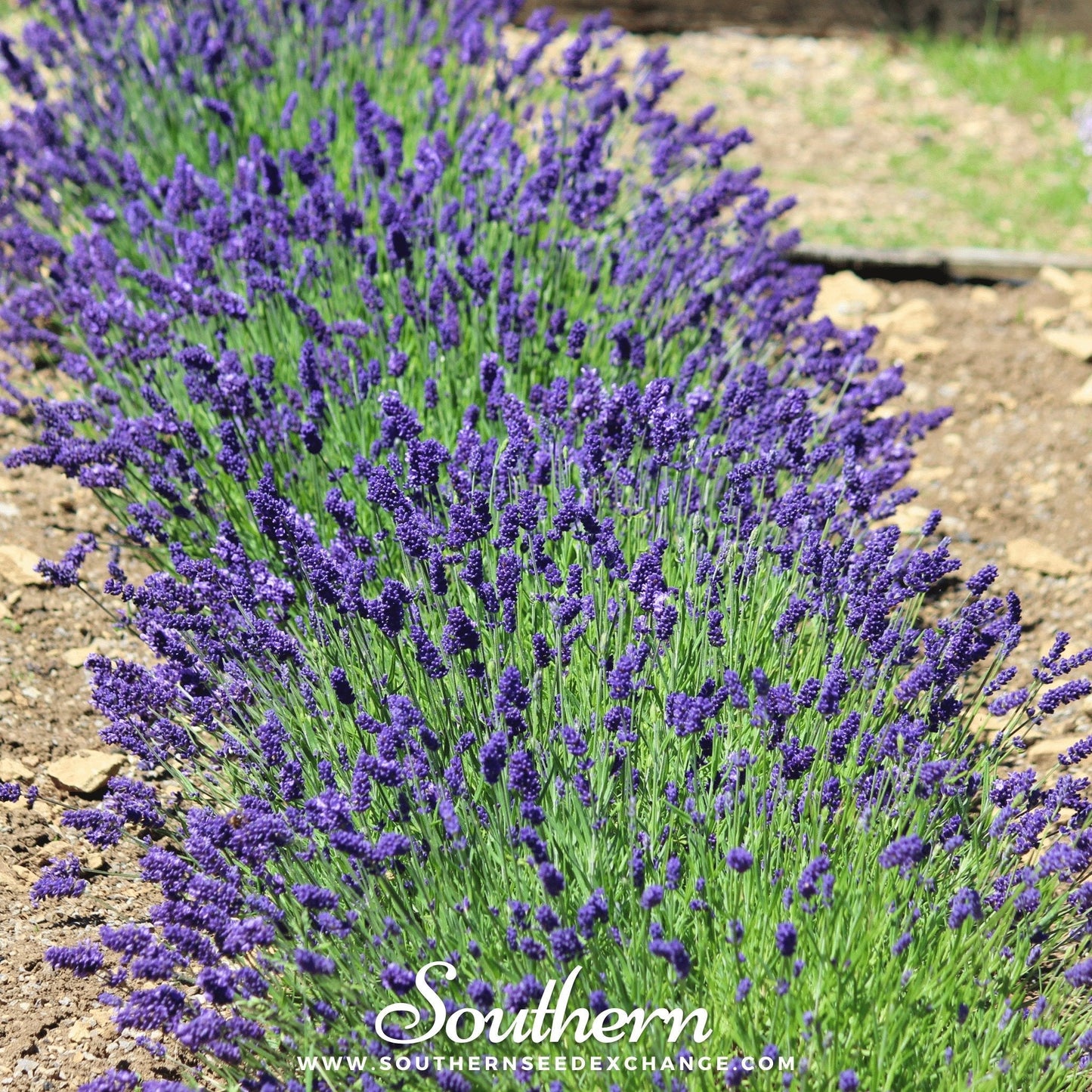 Hidcote Lavender ā 50 Seeds