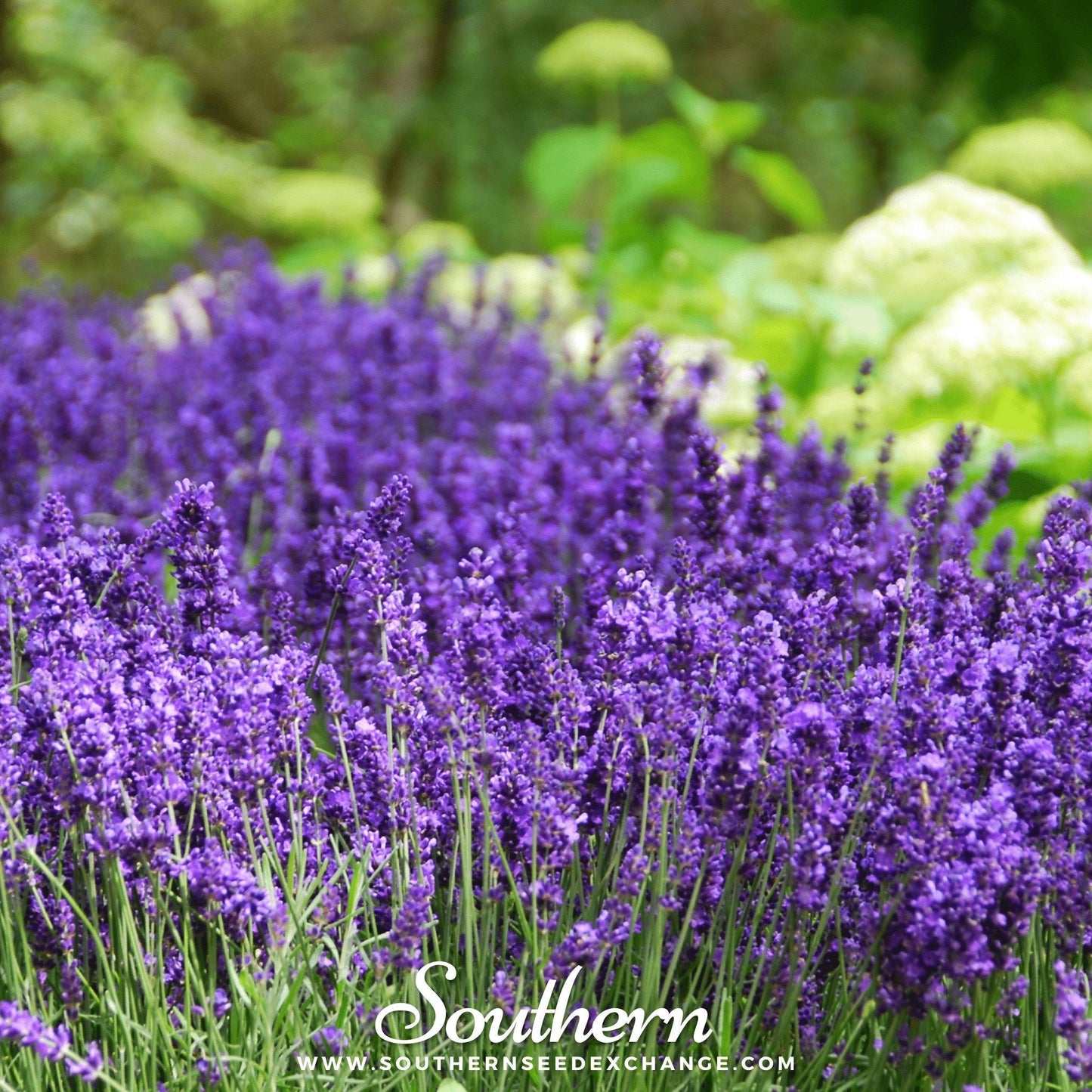 Hidcote Lavender ā 50 Seeds