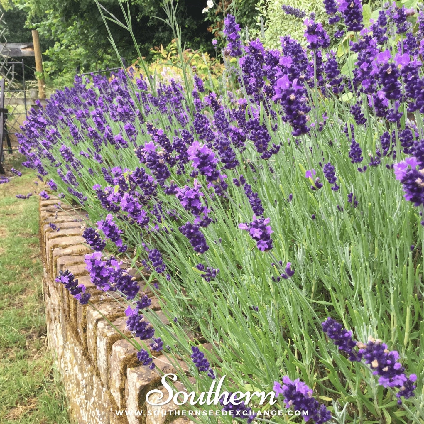 Hidcote Lavender ā 50 Seeds