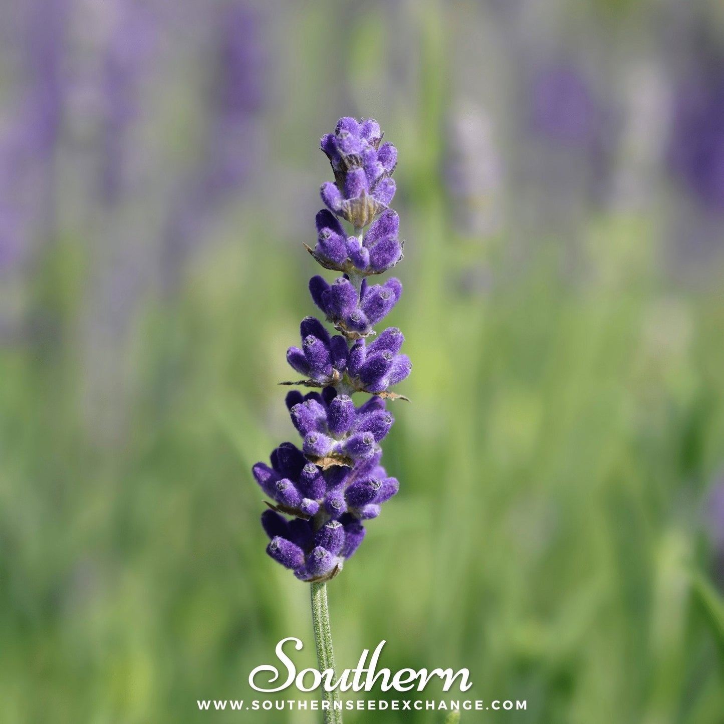 Hidcote Lavender ā 50 Seeds