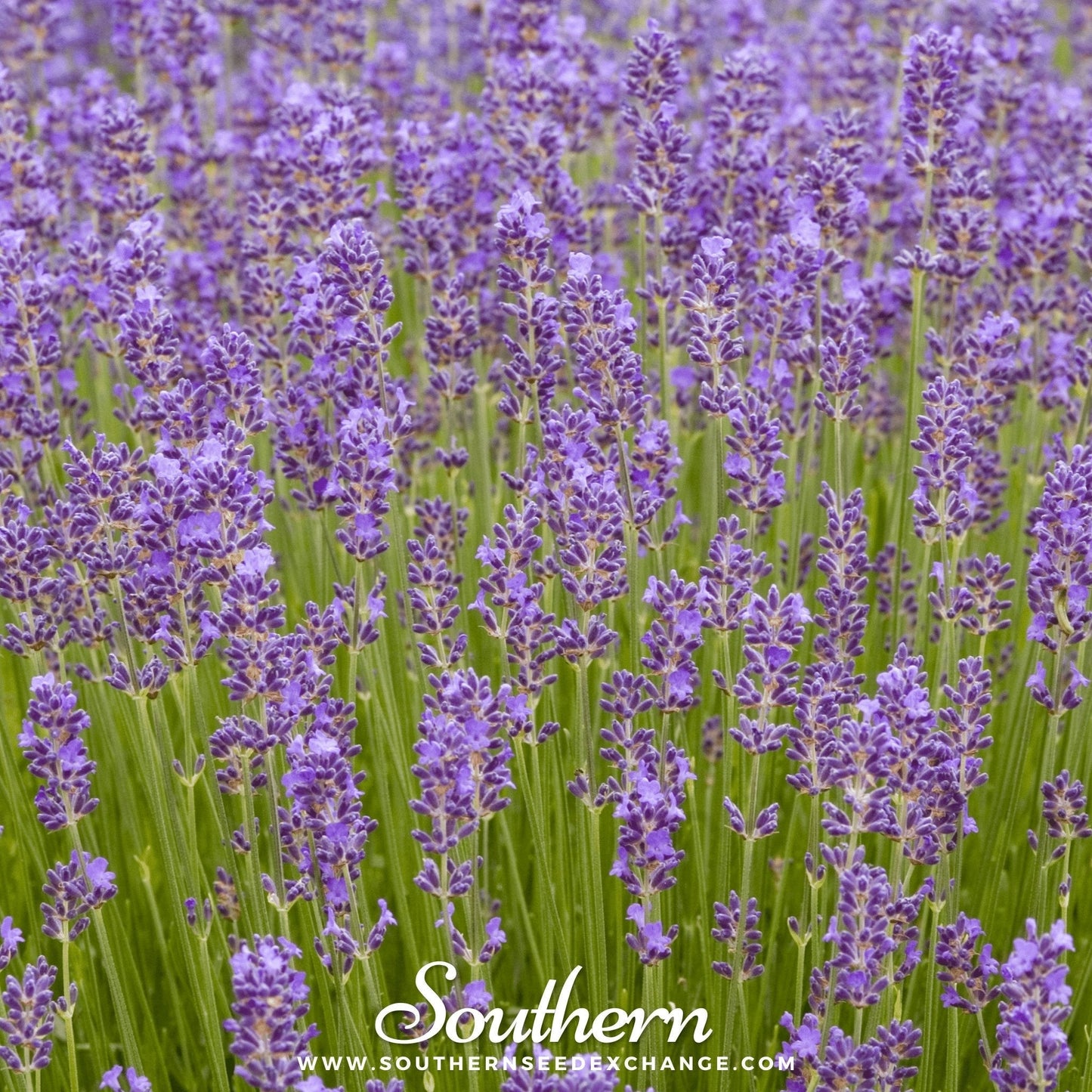 Munstead Lavender ā 50 Seeds