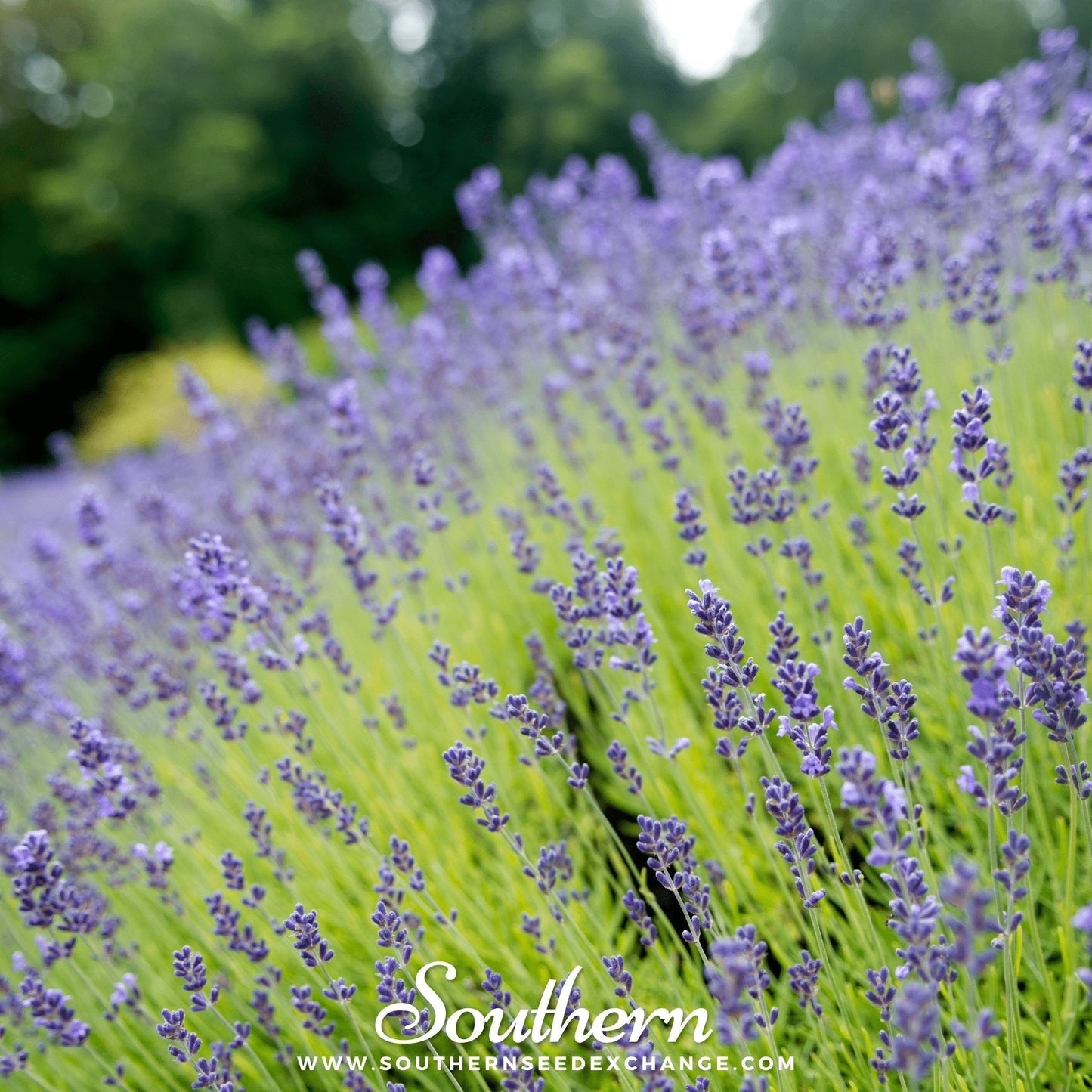 Munstead Lavender ā 50 Seeds