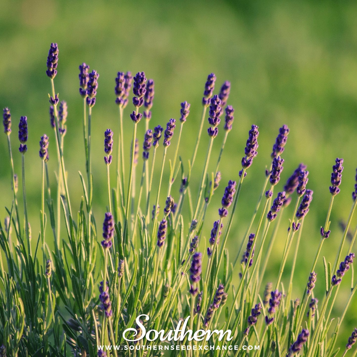 Munstead Lavender ā 50 Seeds