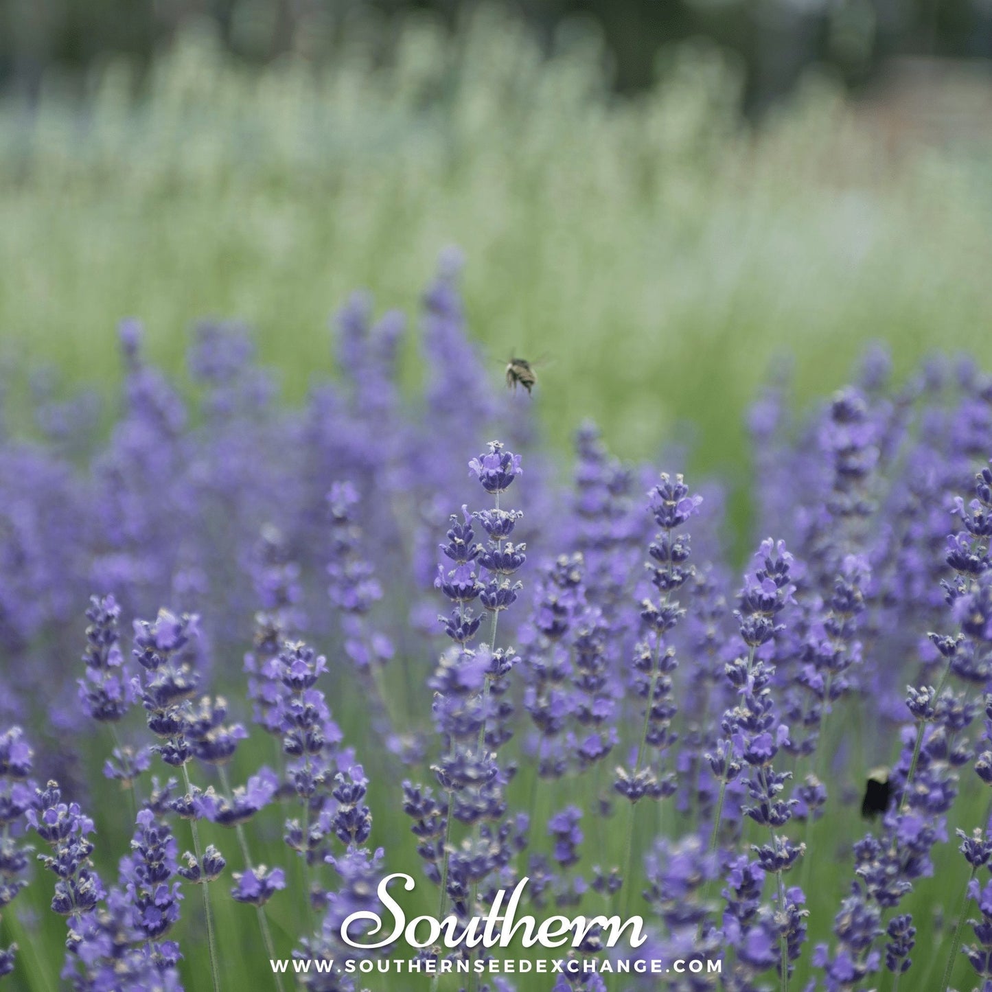 Munstead Lavender ā 50 Seeds