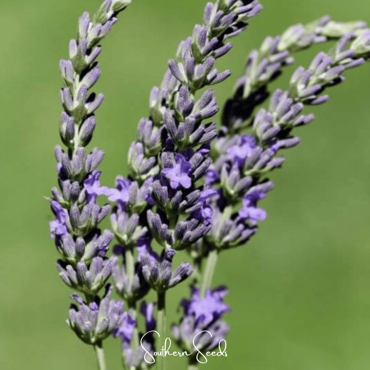Spike Lavender ā 100 Seeds
