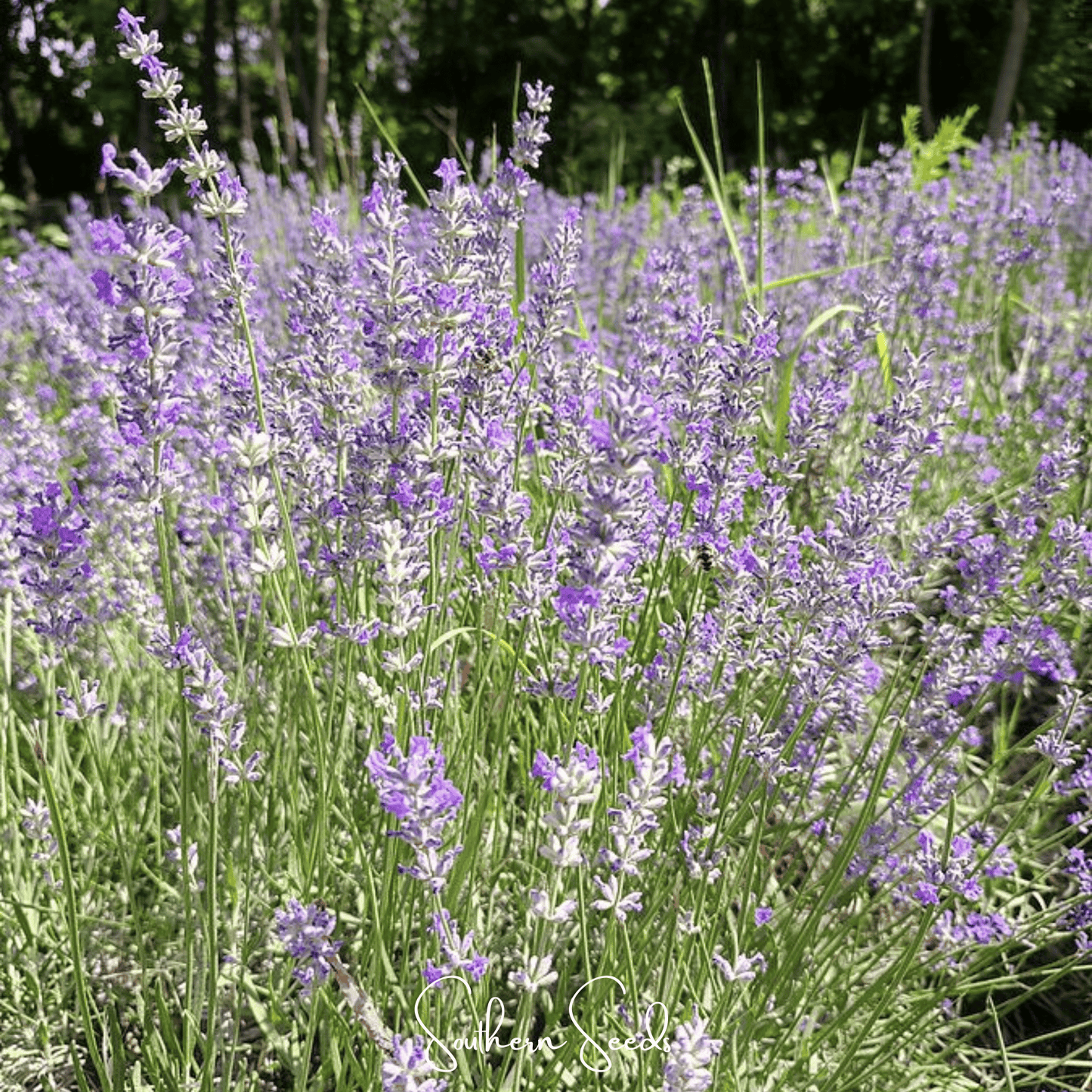Spike Lavender ā 100 Seeds