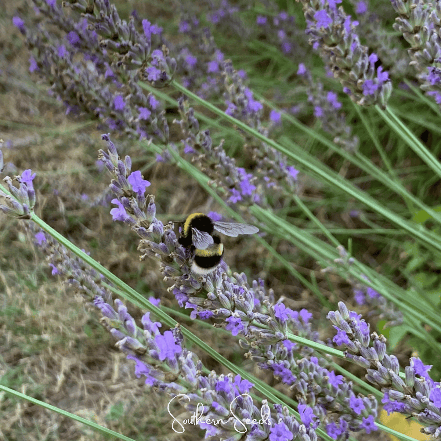 Spike Lavender ā 100 Seeds