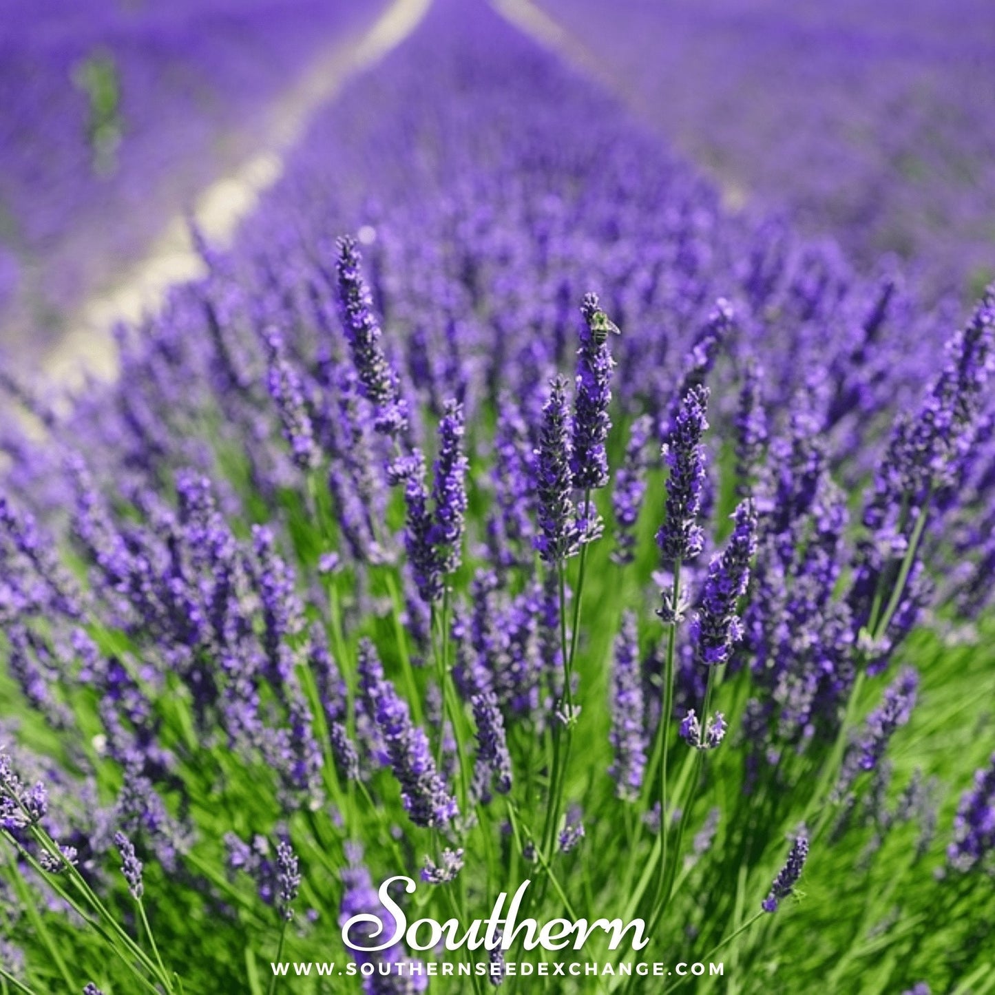 Vera Lavender ā 100 Seeds