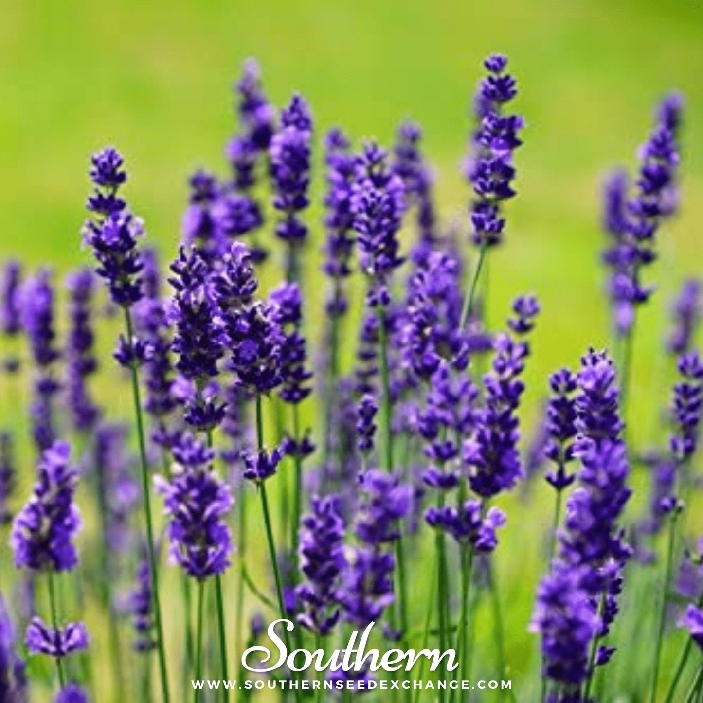 Vera Lavender ā 100 Seeds