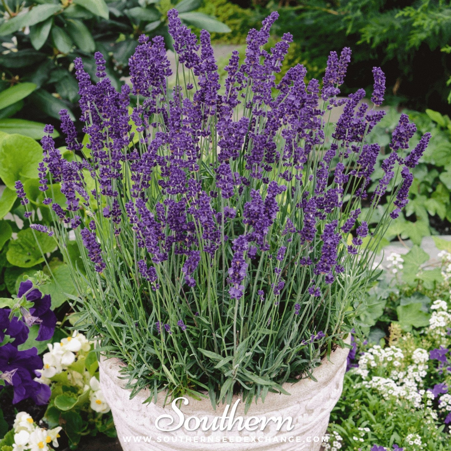 Vera Lavender ā 100 Seeds