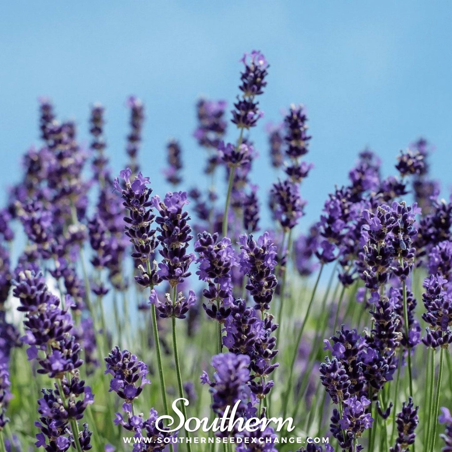 Vera Lavender ā 100 Seeds