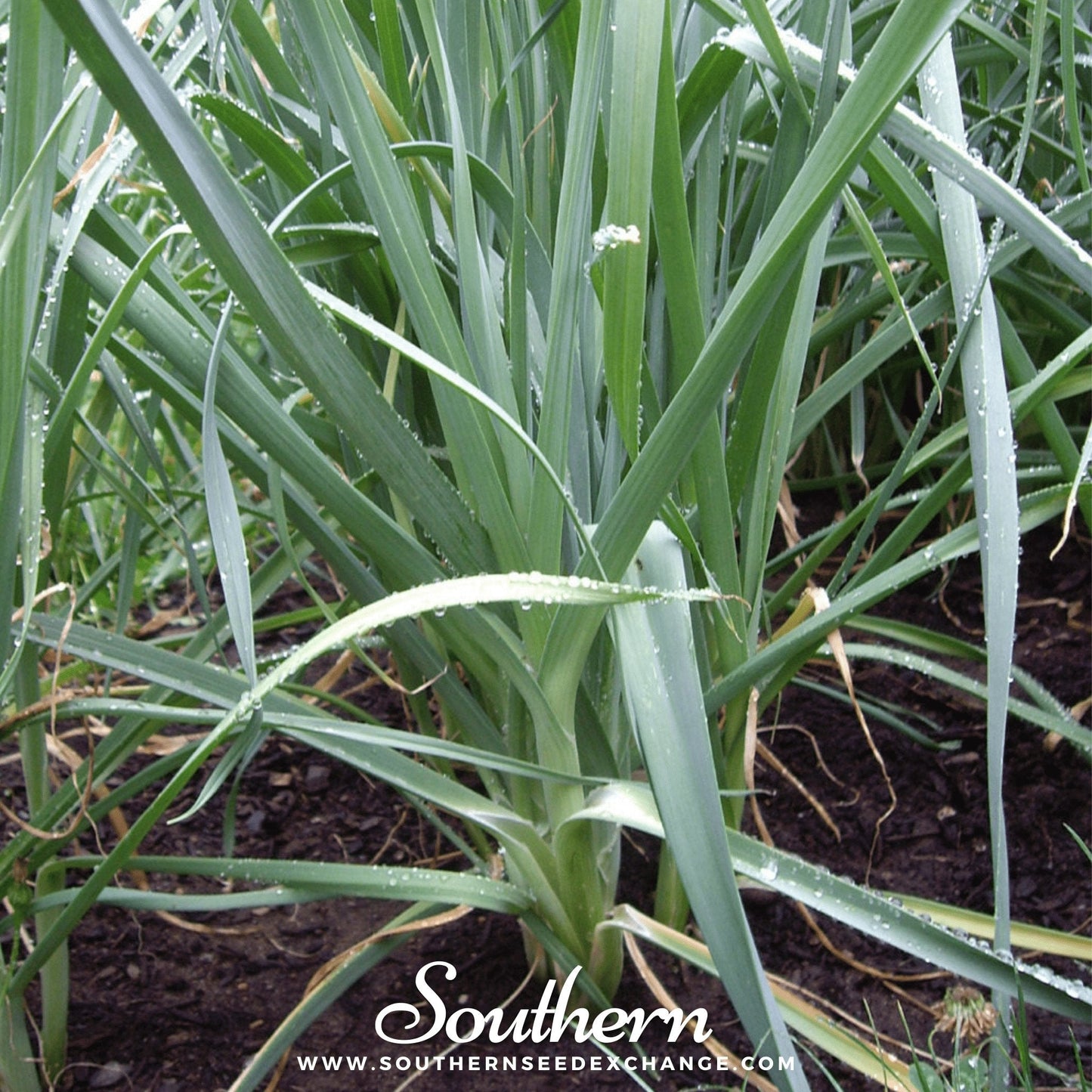 Giant Musselburgh Leek ā 200 Seeds