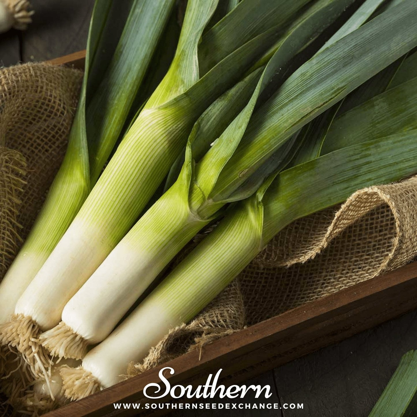 Giant Musselburgh Leek ā 200 Seeds