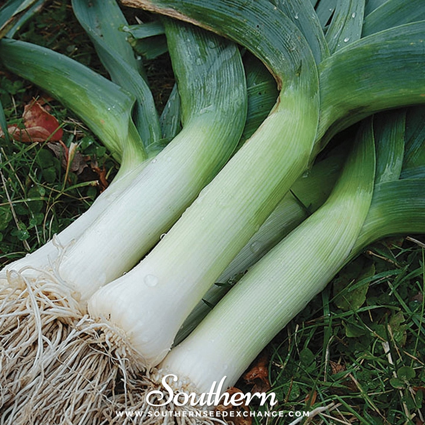 Giant Musselburgh Leek ā 200 Seeds