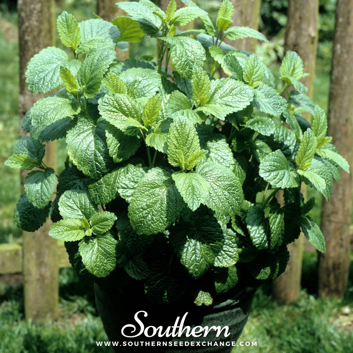 Lemon Balm ā 100 Seeds