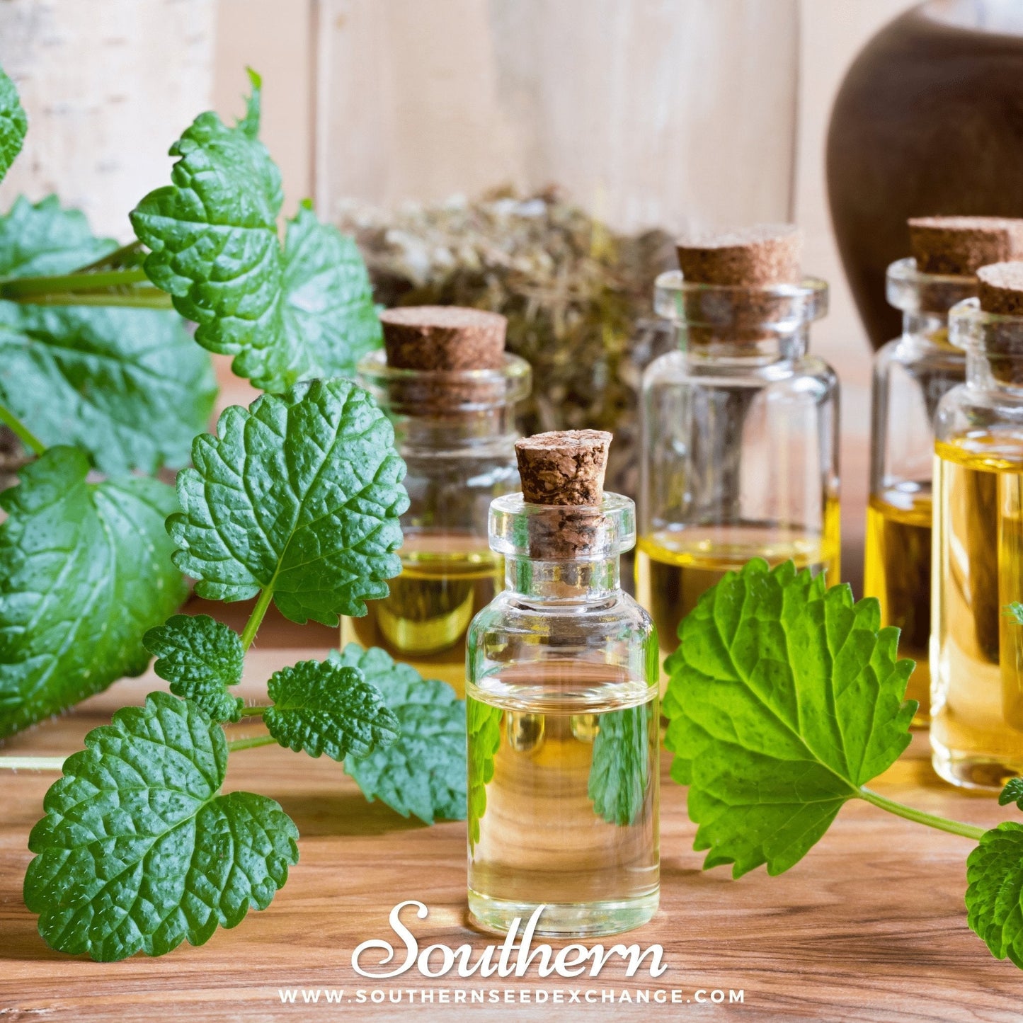 Lemon Balm ā 100 Seeds