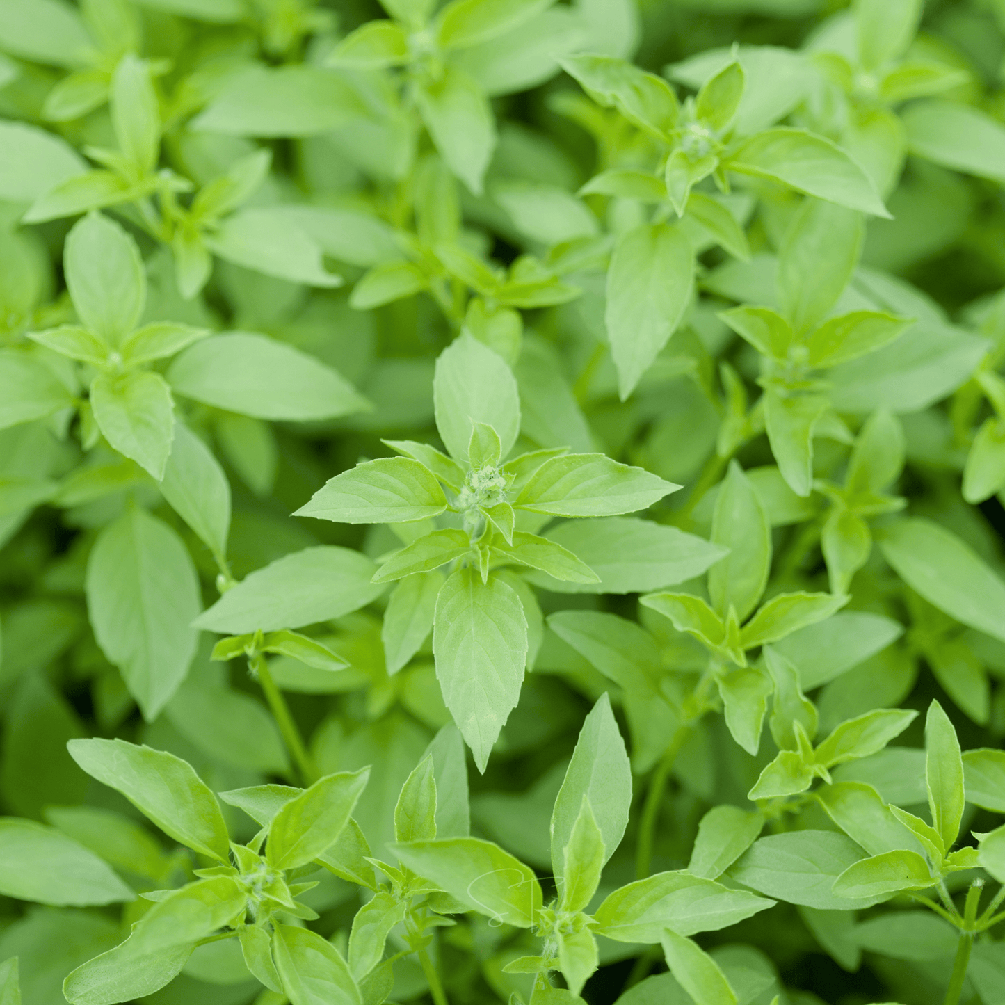 Lemon Basil – 250 Seeds