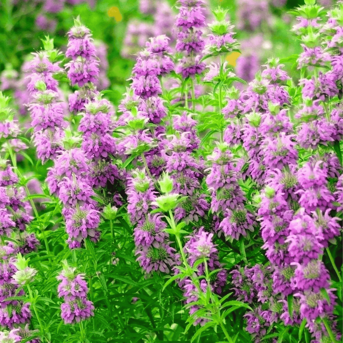 Lemon Bee Balm (Lemon Mint) ā 100 Seeds