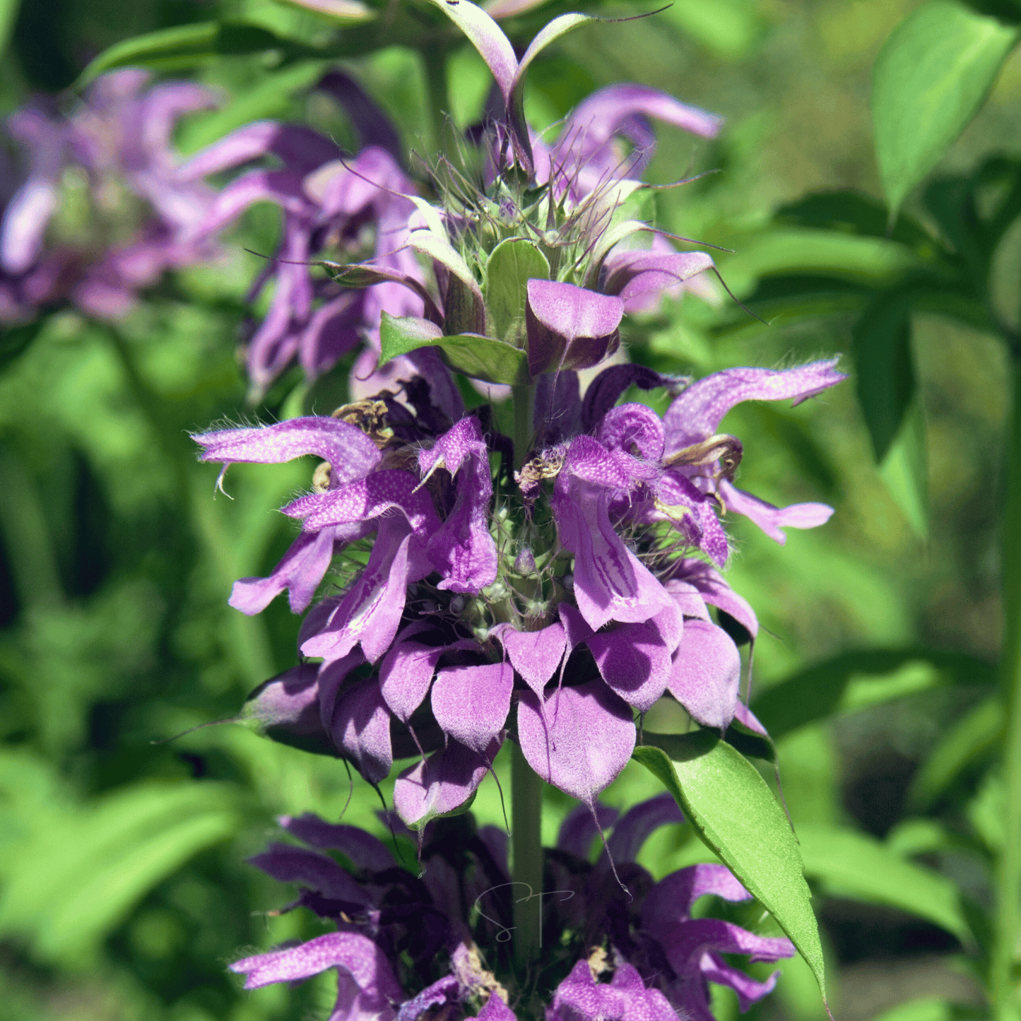 Lemon Bee Balm (Lemon Mint) ā 100 Seeds