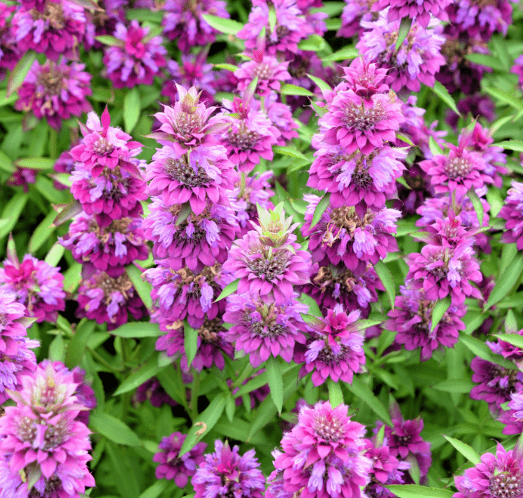 Lemon Bee Balm (Lemon Mint) ā 100 Seeds