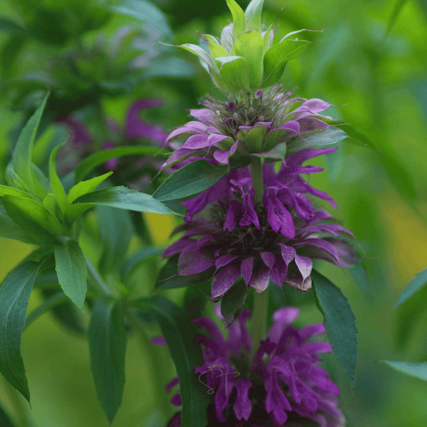 Lemon Bee Balm (Lemon Mint) ā 100 Seeds